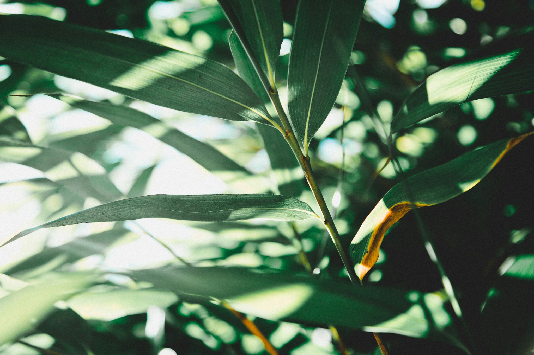 Image avec des feuilles, représentant la nature