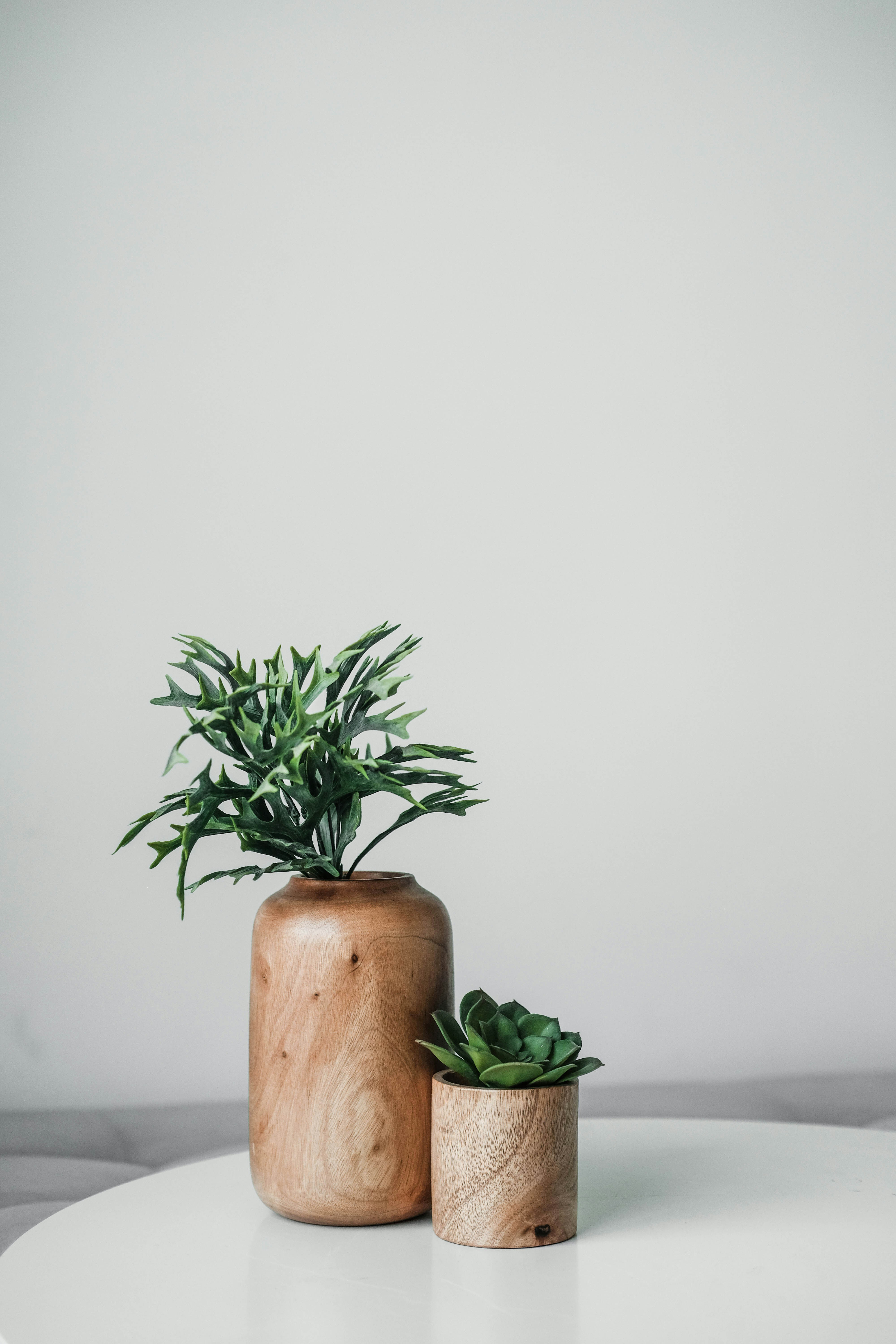 Image de 2 pots avec des plantes vertes sur fond blanc